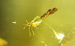 Nematoceran Fly (Dominican Amber)