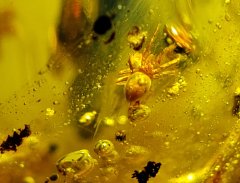 Spider, Enhydros (Dominican Amber)