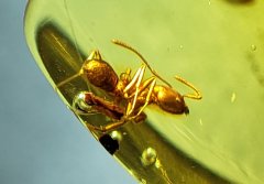Formicine Ant (Dominican Amber)