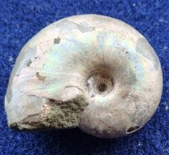Iridescent ammonite - Desmoceras?