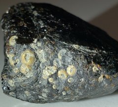 Chiapas Amber w/ Fossil Barnacles (La Quinta Fm./Mazantic Shale [Simojovel Group], 22.8-15 Ma)