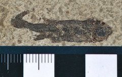 Unidentified Fish Fossil from Shandong Province, China
