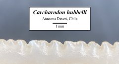 Carcharodon hubbelli serrations