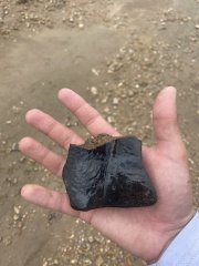Giant Tortoise Plastron Fragment