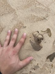 Mammoth Skull Fragment (in-situ)