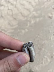 Possible Antelope Tooth