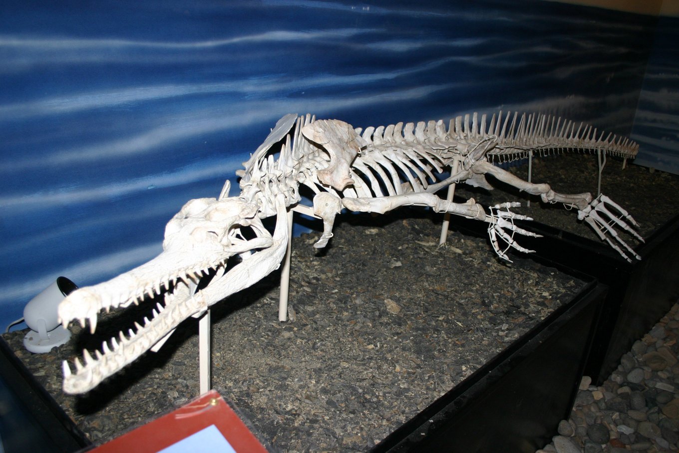 810414665_Dyrosaurus@WyomingDinosaurCenter.thumb.jpg.63b9531606a3cc68d05c01f95c1902a8.jpg