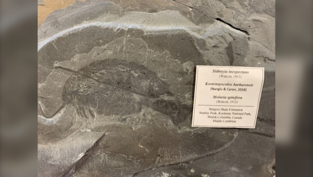 fossils-recovered-by-parks-canada-1-5900267-1652374868722.jpg.a34505c82c11675c71d256fd430a4c63.jpg