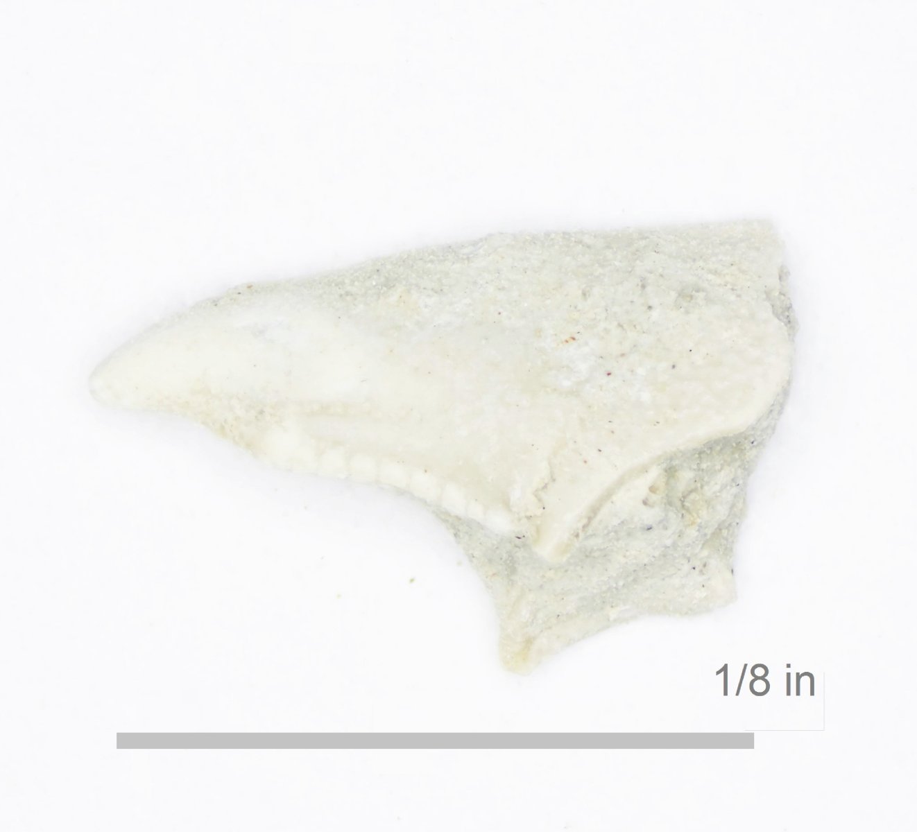 Unknown Crab Glen Rose Formation