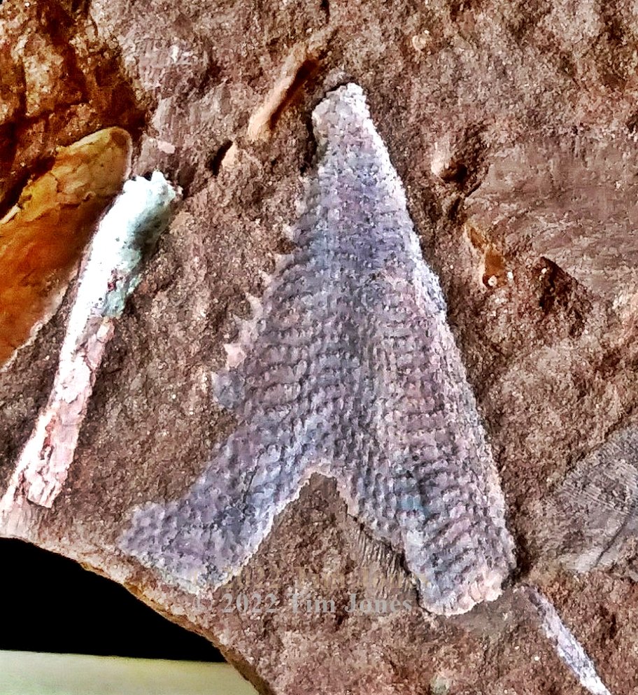 Fossildude's Upper Devonian Fish Fossils