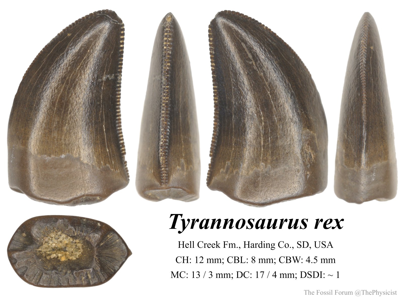 Juvenile T. rex tooth