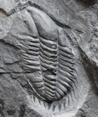 USA/Washington/Middle Cambrian