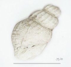 Gastropod Arrhoges tarrantensis Walnut Formation