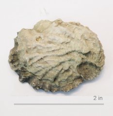 Oyster Lopha comalensis Glen Rose Formation