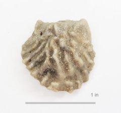 Oyster Lopha comalensis Glen Rose Formation