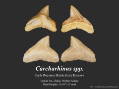 Eocene Carcharhinus