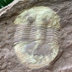Unidentified Illaeniid Trilobite
