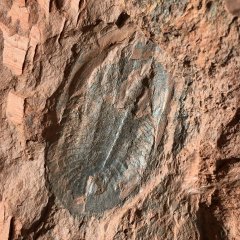 Unknown Asaphid Trilobite