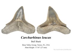 Bull shark tooth (1)