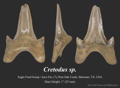 Cretodus tooth