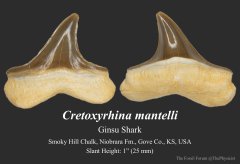 Cretoxyrhina tooth (3)