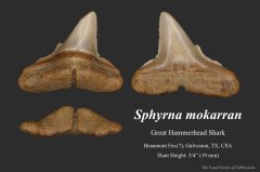 Great hammerhead shark tooth