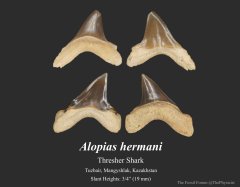 Alopias hermani