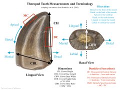 Theropod tooth terminology