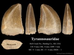 Juvenile Tyrannosaur tooth