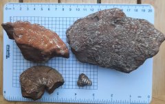 Ammonite pieces