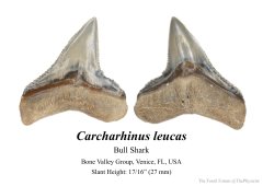 Bull shark tooth (3)