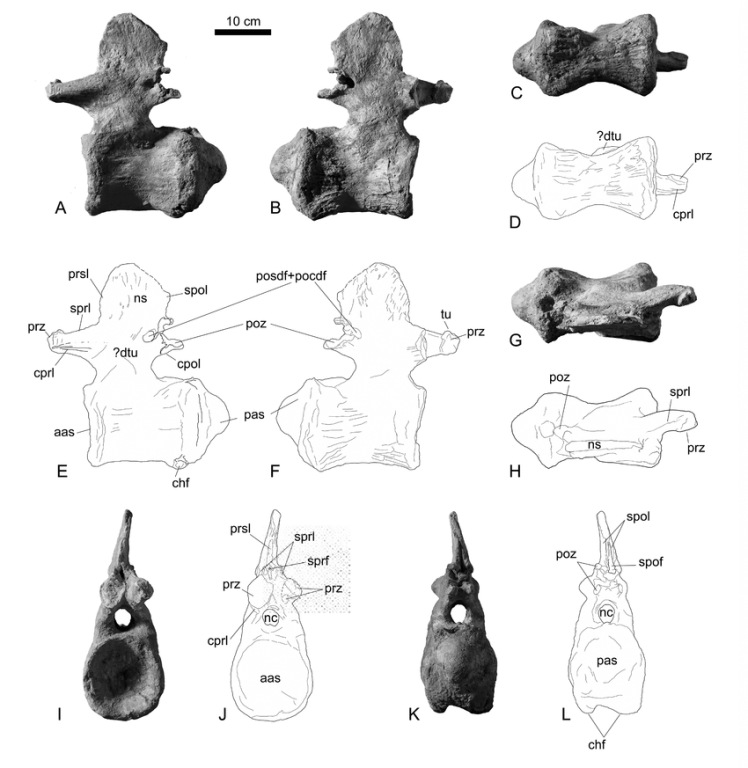 FSAC-KK-7000-an-isolated-middle-caudal-vertebra-of-a-titanosaurian-sauropod-dinosaur.thumb.png.c8dbb91d71fa099bbec53d39e30ec662.png