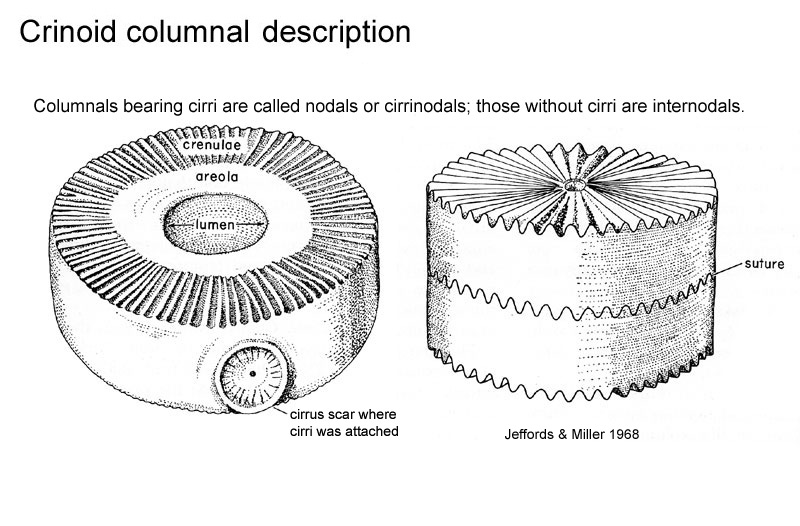 crinoid-columnal-discription.jpg.5490cfb2e0aac45fffe1c718f51d97b9.jpg