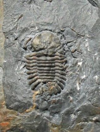 Mark Bourrie trilobites
