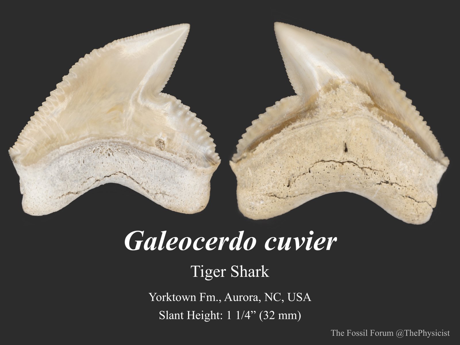 Tiger shark tooth