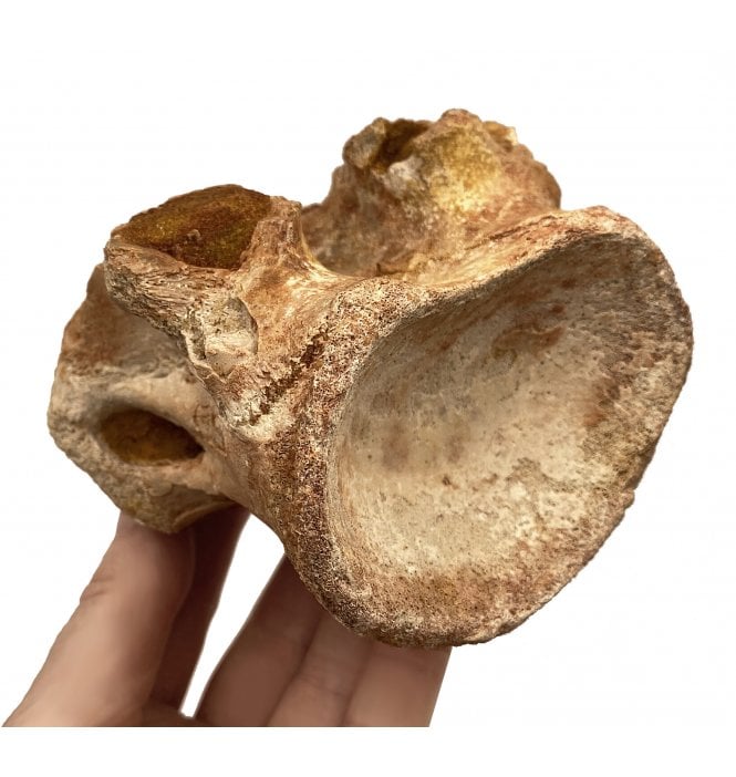 rare-cretaceous-theropod-spinosaurid-dinosaur-neck-vertebra-from-kem-kem-morocco-sku-v4034-sigilmassasaurus-aff-brevicollis-p6208-17893_medium.jpg.2de863e68320b1eb270fd3d563802a60.jpg