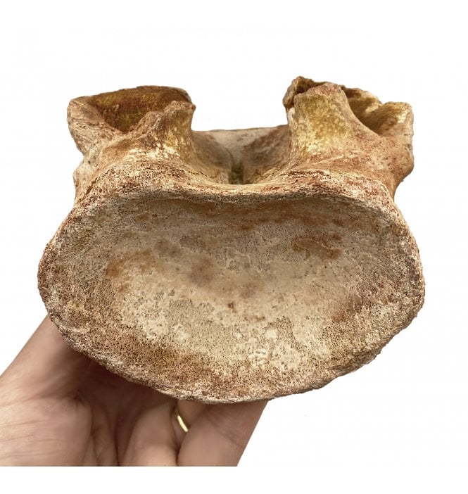rare-cretaceous-theropod-spinosaurid-dinosaur-neck-vertebra-from-kem-kem-morocco-sku-v4034-sigilmassasaurus-aff-brevicollis-p6208-17894_medium.jpg.f47e6d26145ee37b0019c7cb257b1ea6.jpg