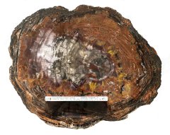 red wood petrified forest