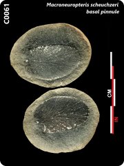 C0061 Macroneuropteris scheuchzeri basal pinnule