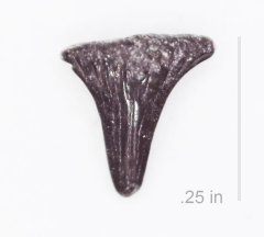 Shark Hybodont Meristodonoides sp, Atco Formation
