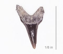 Shark Pseudocorax laevis Atco Formation