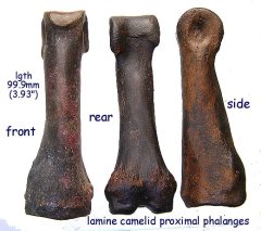 camelid proximal phalanges B