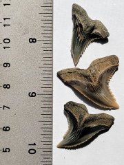 Miocene of Maryland