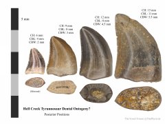Tyrannosaur dental ontogeny?