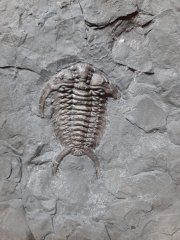 Ceraurus trilobite with healed injury