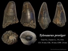 Tylosaurus tooth