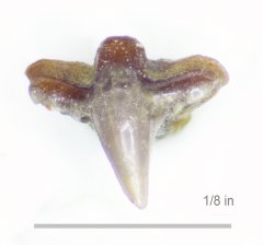 Sawfish Onchopristis dunklei Aguja Formation