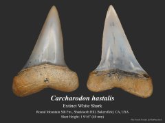 Carcharodon hastalis