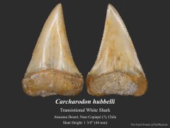 Carcharodon hubbelli