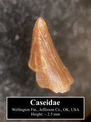 Caseid tooth (2)